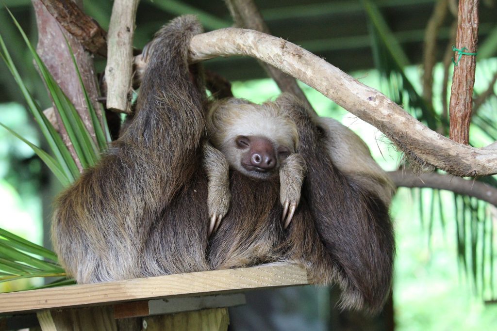 Osos perezosos y mucho más en los centros de animales salvajes de Panamá