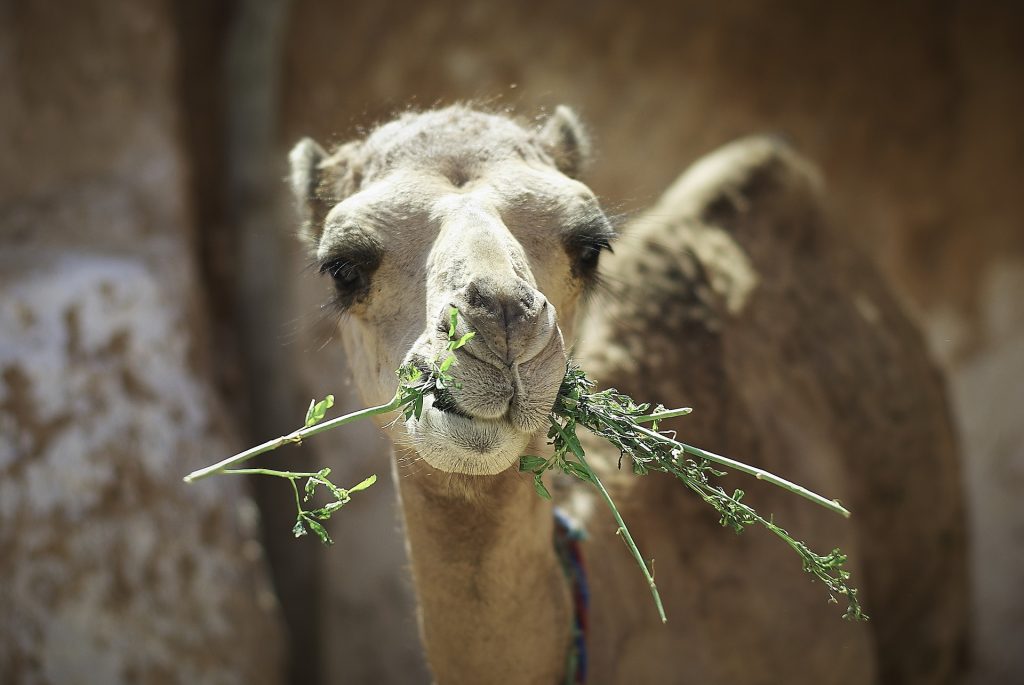 Camellos y dromedarios, los más auténticos tunecinos
