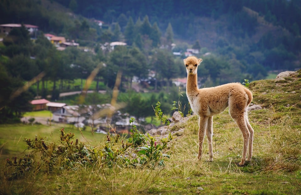 Las vicuñas son una muestra de la fauna de las alturas andinas del Perú