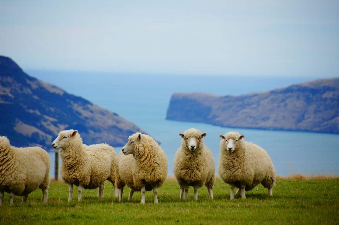 En Nueva Zelanda ya hay más ovejas que habitantes