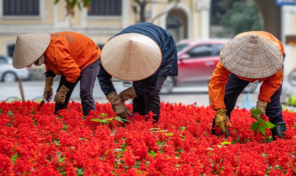 Trabajadores de jardinería en Hanoi