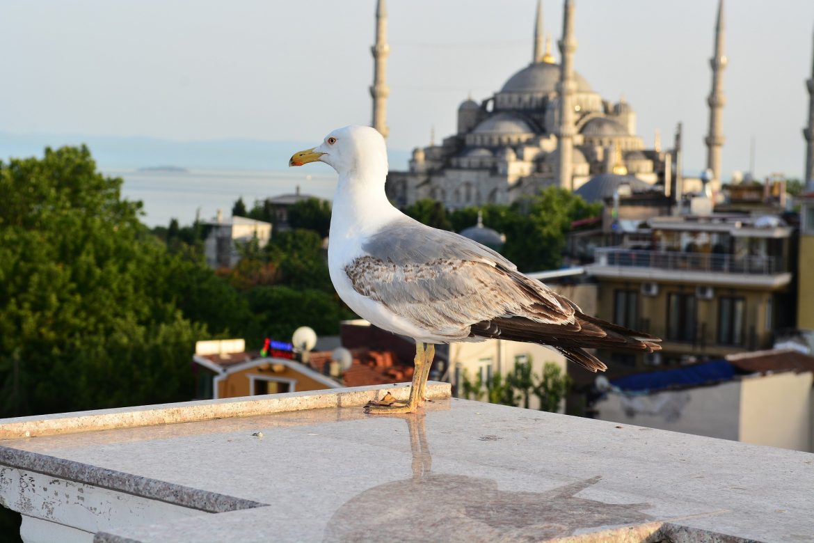 Paisaje de Estambul, las gaviotas se pueden ver por toda la ciudad