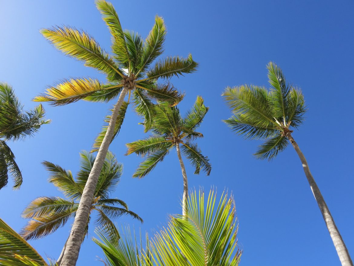 Palmeras y playas paradisíacas en República Dominicana