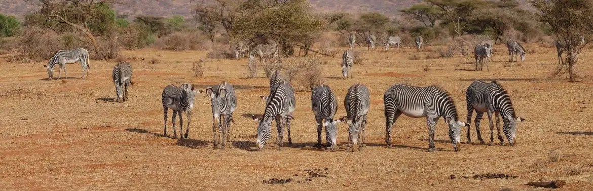 Zebras en la reserva natural Masai Mara de Kenia