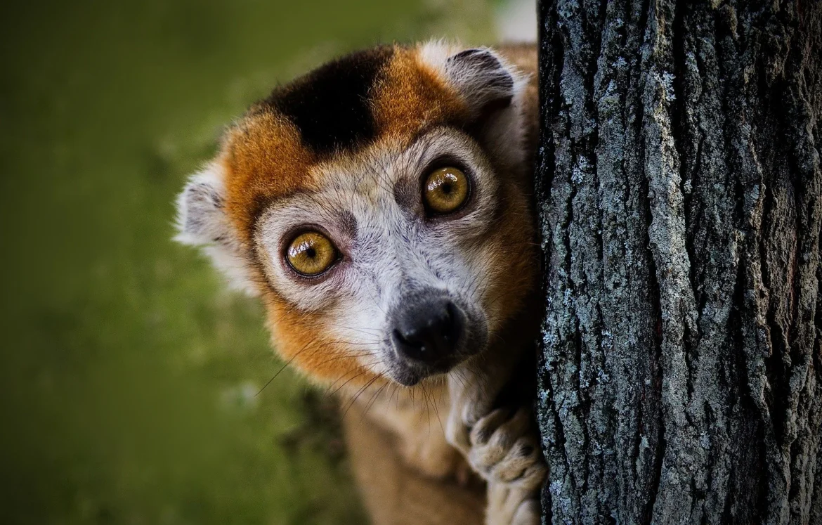 El lémur es casi un icono del país de Madagascar