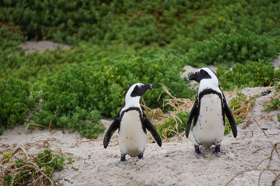 En Sudáfrica hay miles y miles de estos simpáticos animales,y son prácticamente un icono del país