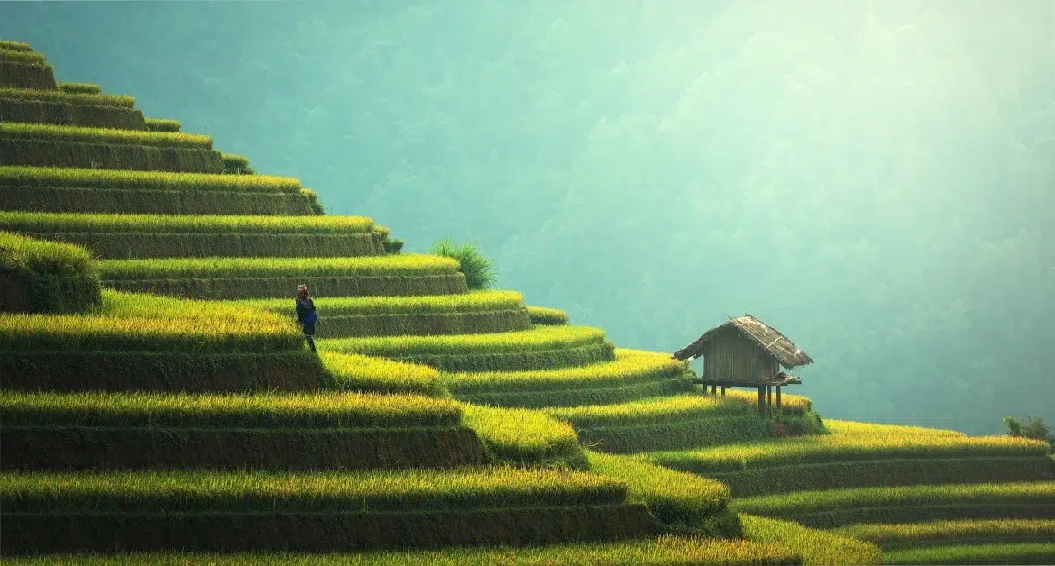 Plantación de arroz en Tailandia